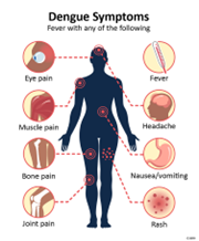 Dengue Fever: Symptoms and Treatment at Durdans Hospital